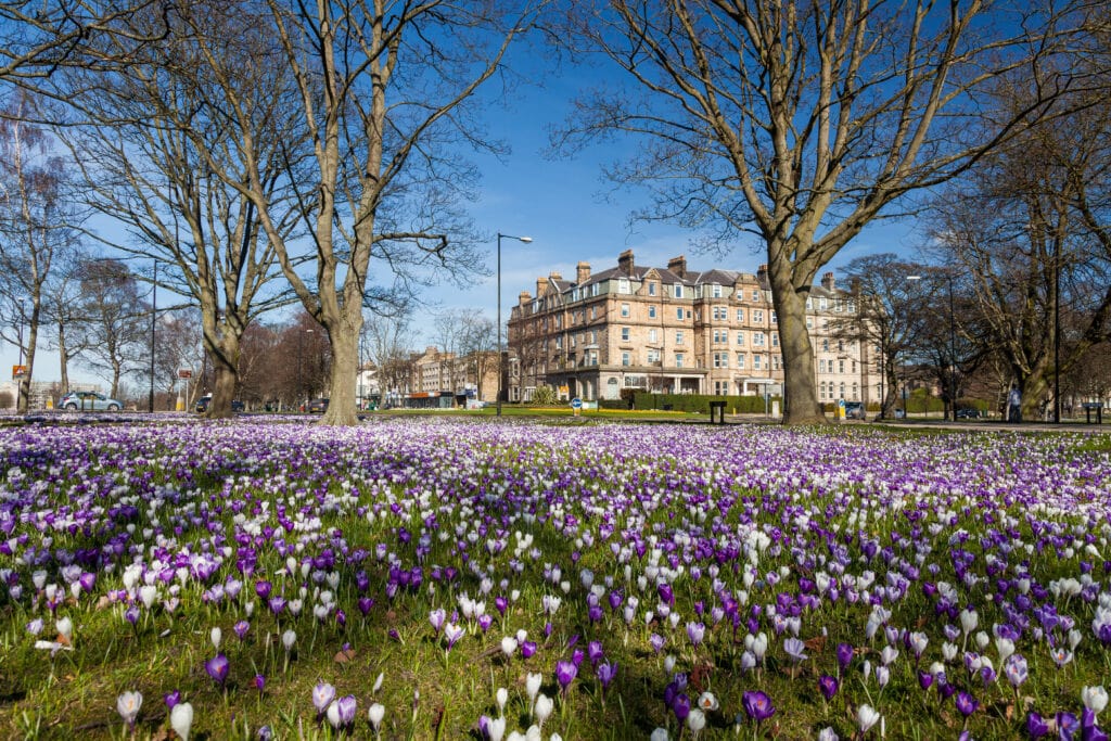 Harrogate with flowers