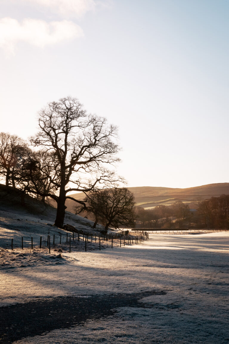 A frosty morning landscape with the morning sun coming through the trees.