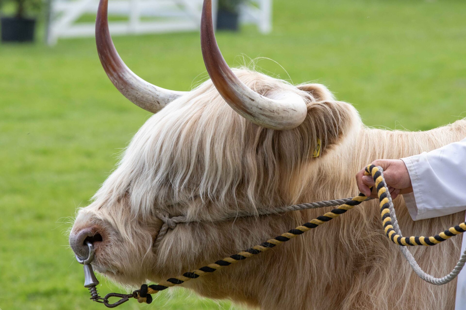 Image of a highland cow at a show with handler