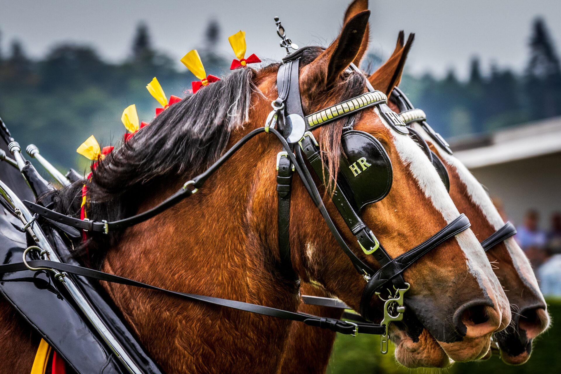 Heavy horses at an agricultural show