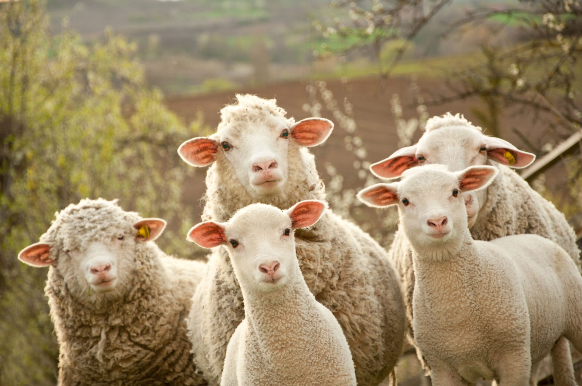 sheep in green pasture