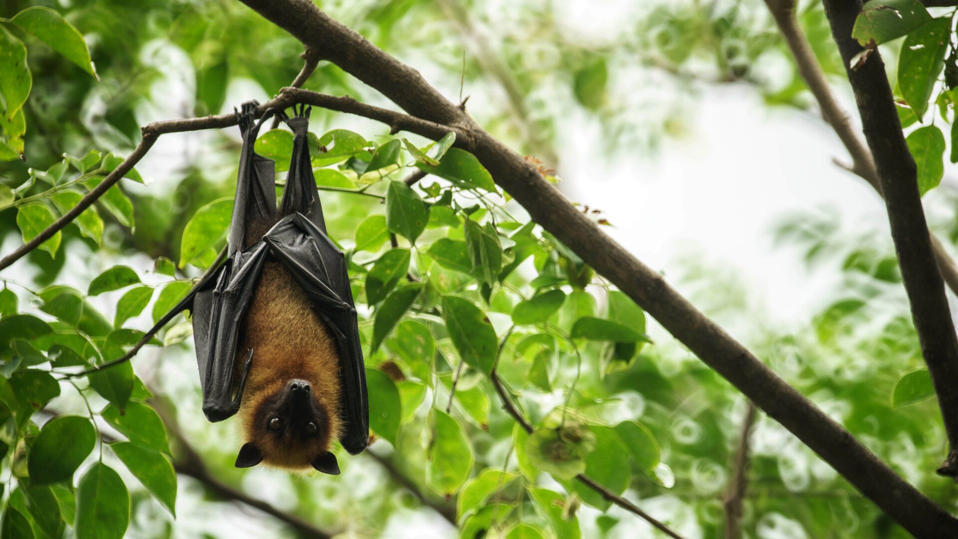 Bat hanging upside down