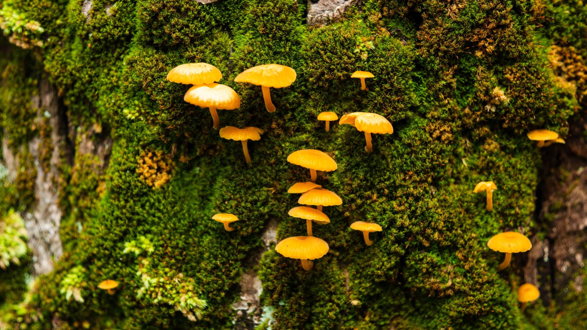 Mushrooms in the wild