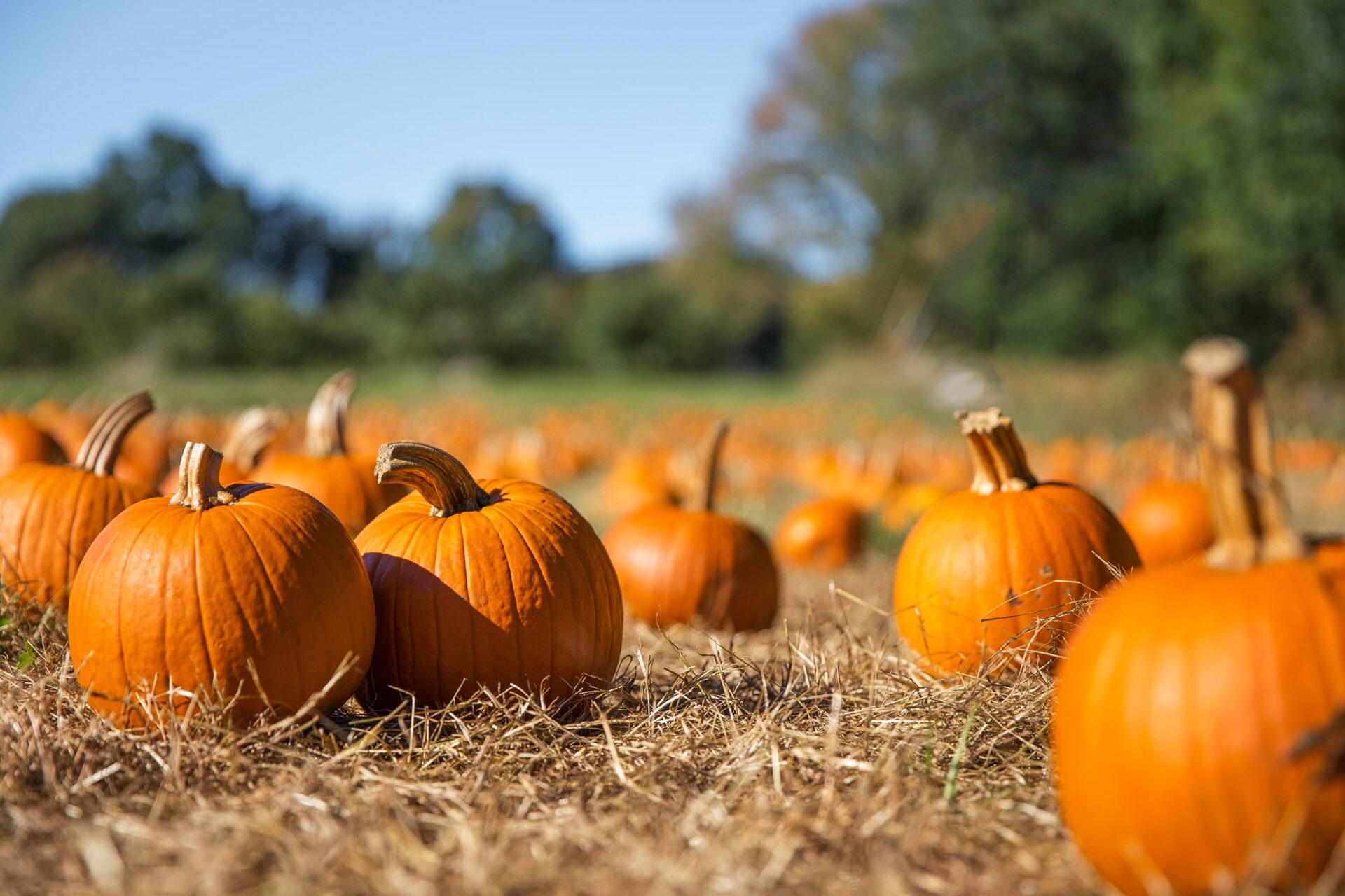 Pumpkins in field