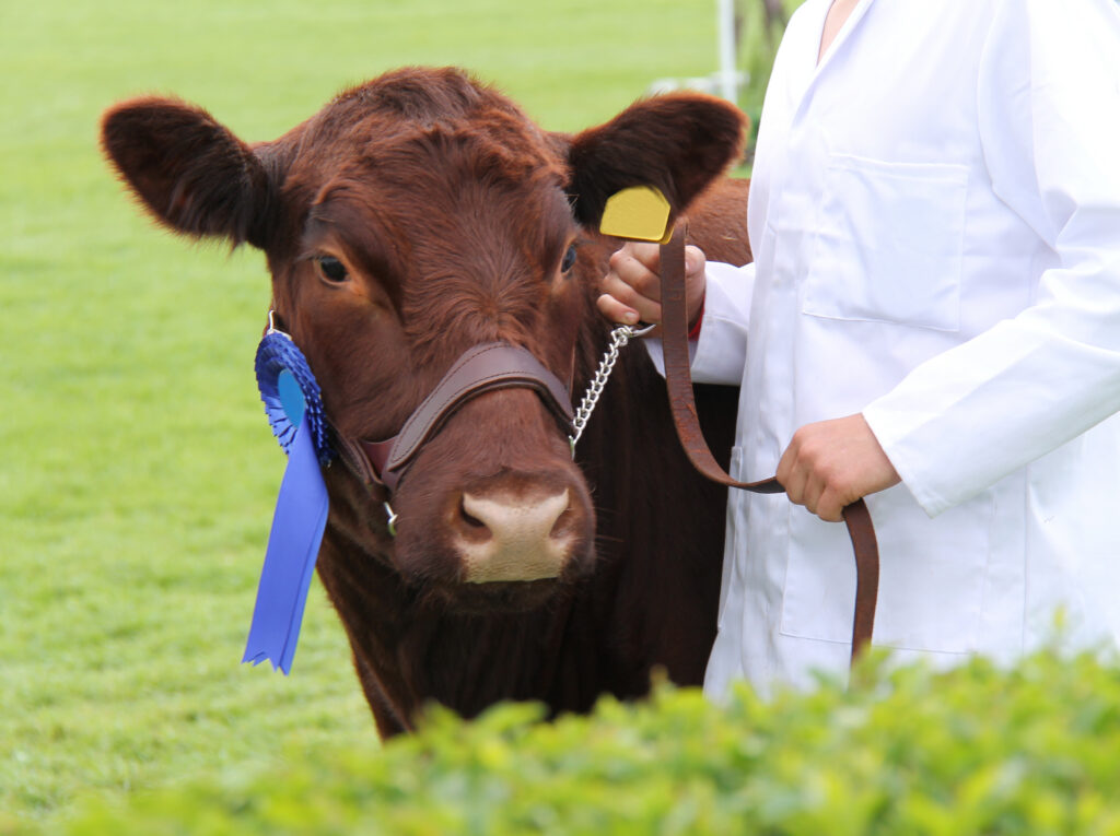 A Prize Winning Cow